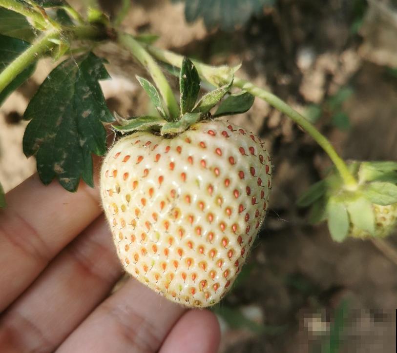 春天在家种草莓,咕噜咕噜结果子,在家就能吃 春天在家种草莓,咕噜咕噜结果子,在家就能吃
