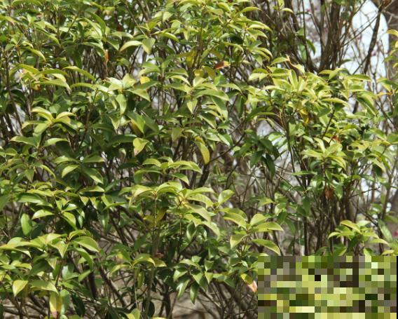 桂花树上有白色，多半是粉蚧病，采取措施及时拯救