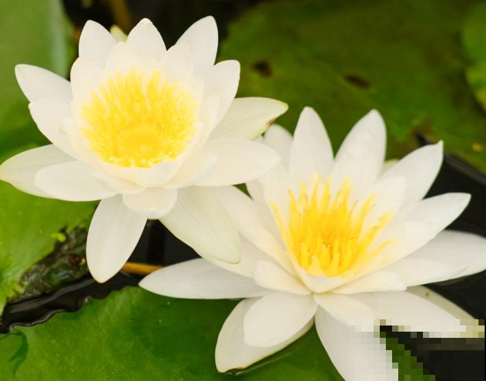 收到的睡莲切花，注意这4步，轻松开花