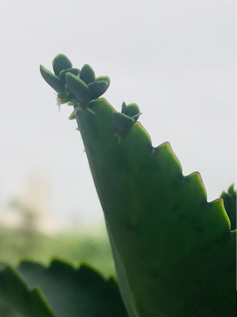 3种入侵植物，落地就生根，拔了还能长，太容易泛滥