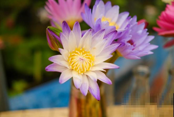 收到的睡莲切花，注意这4步，轻松开花