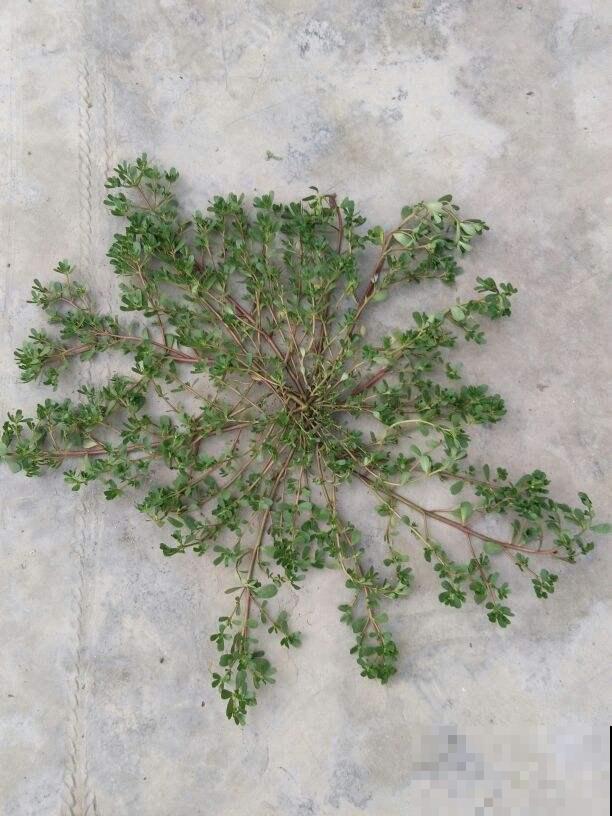 4种春日野菜,吃起来不花钱,一口鲜味那叫一个“绝” 4种春日野菜,吃起来不花钱,一口鲜味那叫一个“绝”