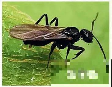 春天请个“护花神”,杀虫效果好,安全放心无污染 春天请个“护花神”,杀虫效果好,安全放心无污染