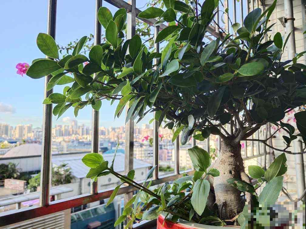 4种花养成盆景格外值钱，5年价格翻一番，还能养成传家宝