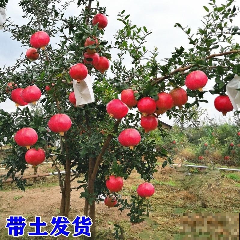 养石榴要注意4个方面，开花又红又大，喜庆又吉祥