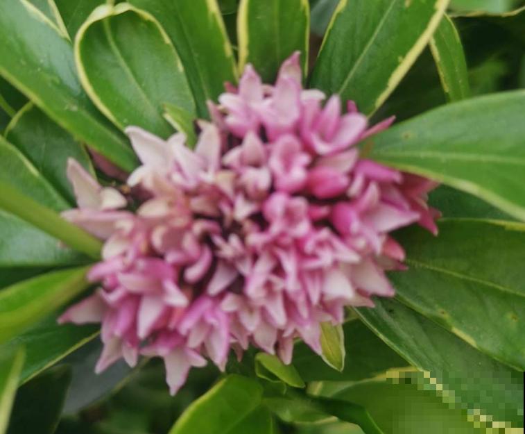 1种花名叫“橙黄瑞香”，香气扑鼻特好闻，还有富贵满堂好兆头