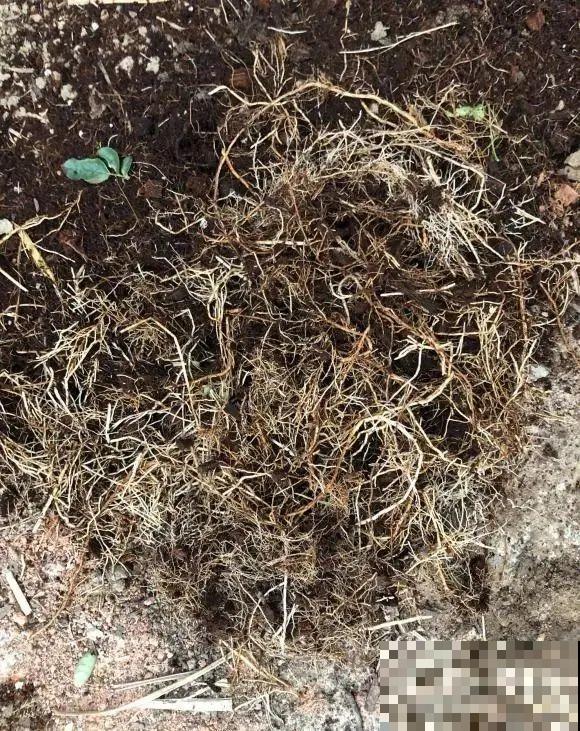 花园三剑客也要换盆,越冷长得越旺,明年呼呼开花 花园三剑客也要换盆,越冷长得越旺,明年呼呼开花