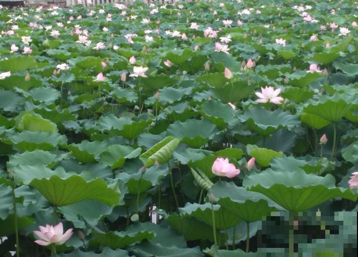 5种植物造型似伞，家里也能养殖，好看又好养