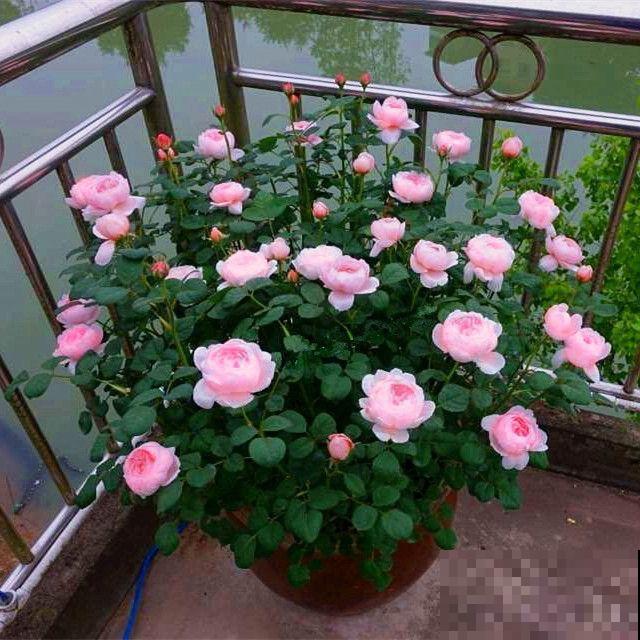 15种养人植物，养在家里身心舒畅，你养过几种