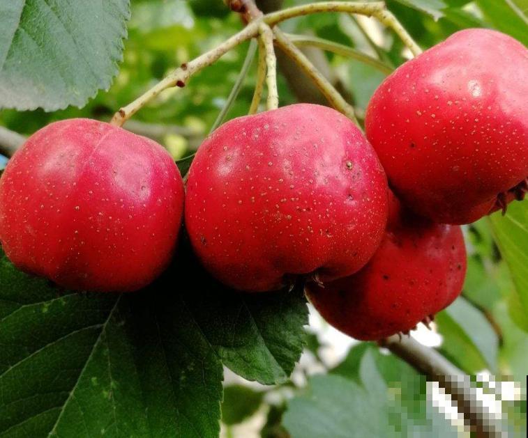 吃完的山楂种子不要扔，轻松4步，养出好看的绿植