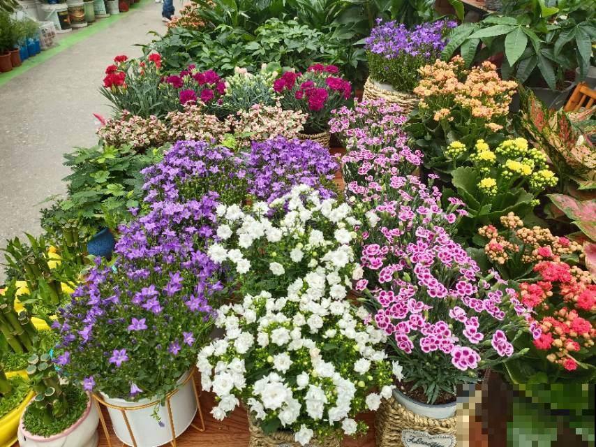 春天逛花市，4个捡漏小技巧学起来，占大便宜了