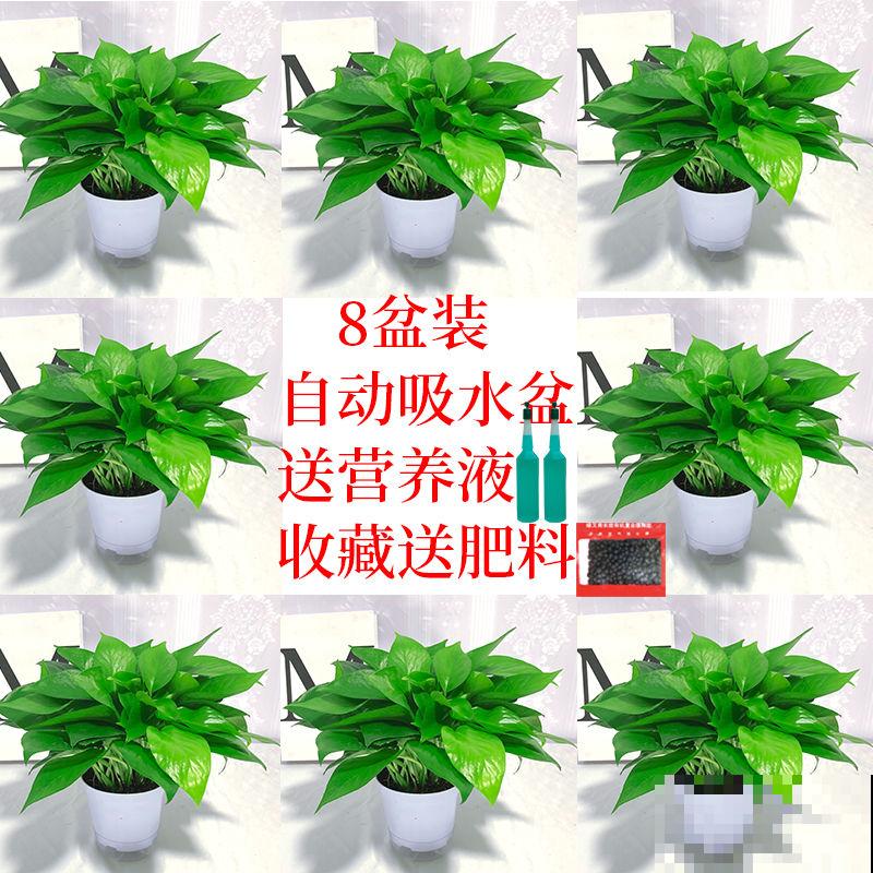 吊兰水培，记住这4点，长势很旺盛