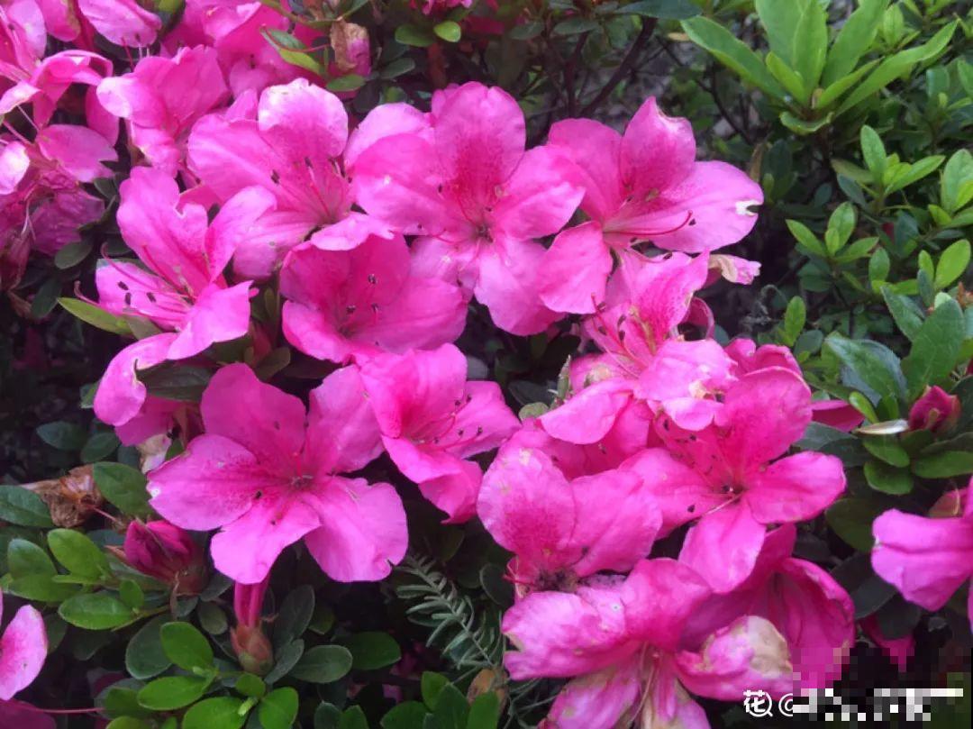 大花蕙兰太贵,掉个花苞都心疼,快来注意这3点! 大花蕙兰太贵,掉个花苞都心疼,快来注意这3点!