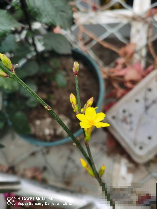 5种花，早春呼呼冒花苞，就适合现在养