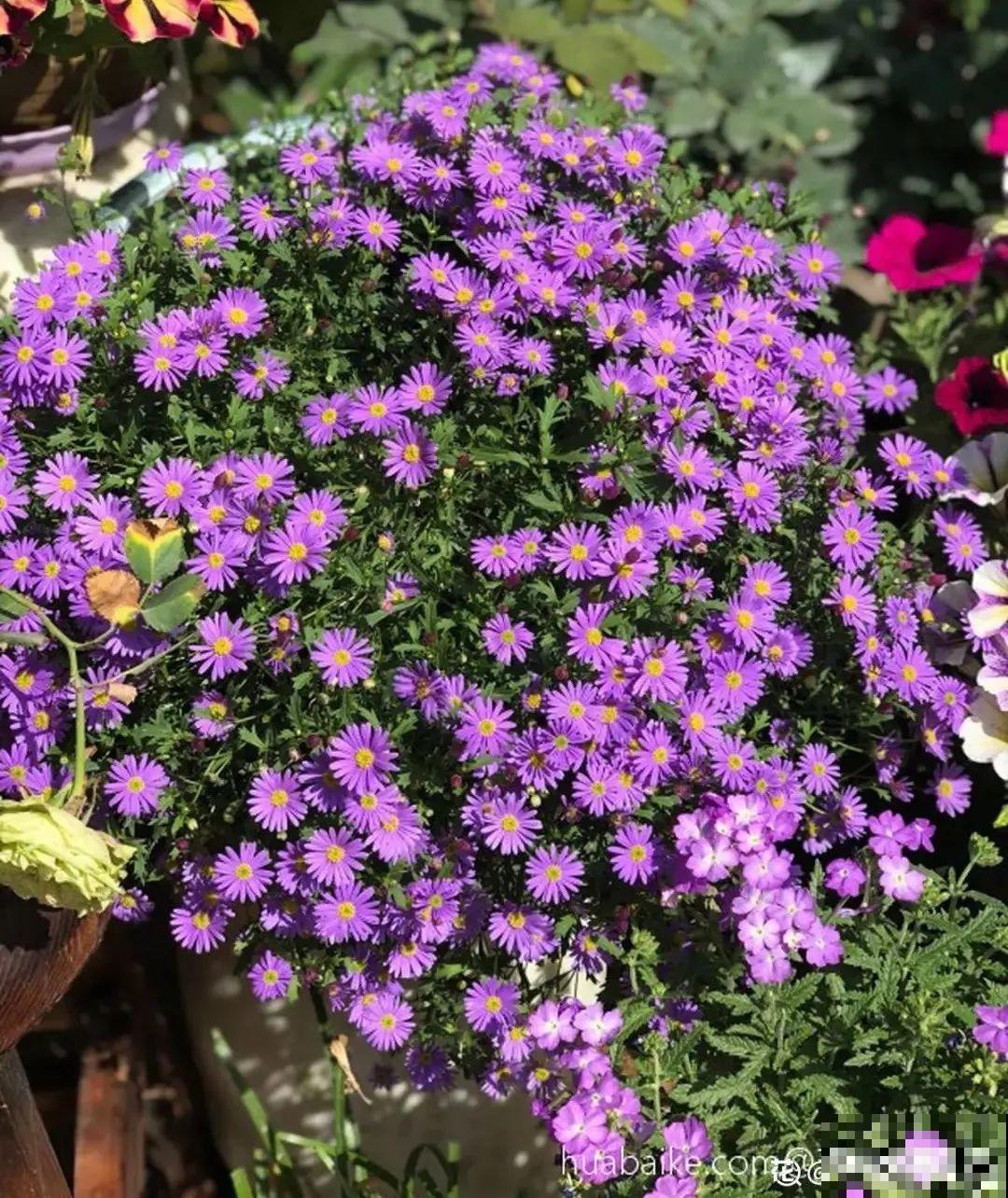 草花中的“小霸王”,耐热耐寒耐阴,开花能开大半年! 草花中的“小霸王”,耐热耐寒耐阴,开花能开大半年!