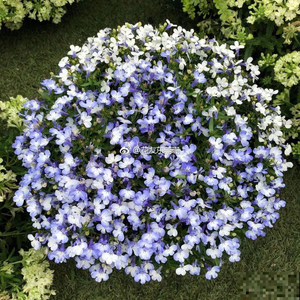 小阳台的爆花机器,1棵爆出一大盆,窗台、晾衣杆都挂满 小阳台的爆花机器,1棵爆出一大盆,窗台、晾衣杆都挂满