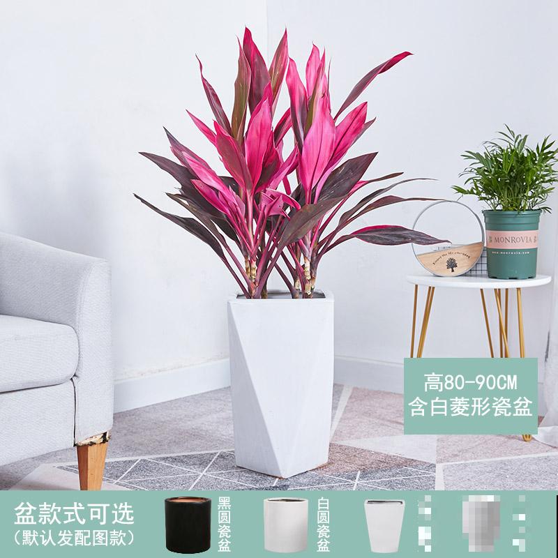 好看的红叶朱蕉，不仅没毒还可净化空气，特别适合家里养