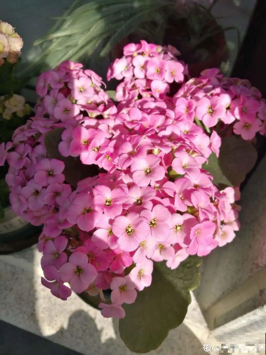 年宵花提前开败,扫兴还“不吉利”,学1招,才能延长花期! 年宵花提前开败,扫兴还“不吉利”,学1招,才能延长花期!