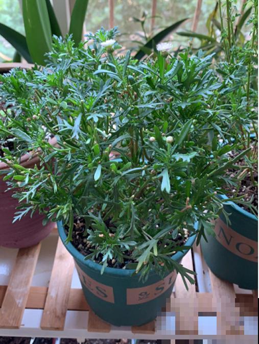 春天养盆玛格丽特,狠心剪一剪,轻松长成大花球 春天养盆玛格丽特,狠心剪一剪,轻松长成大花球