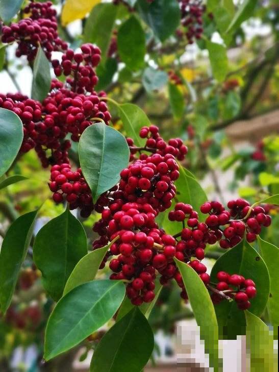 过年流行的3种“红果”，北美冬青、火棘、富贵籽，你能分得清吗