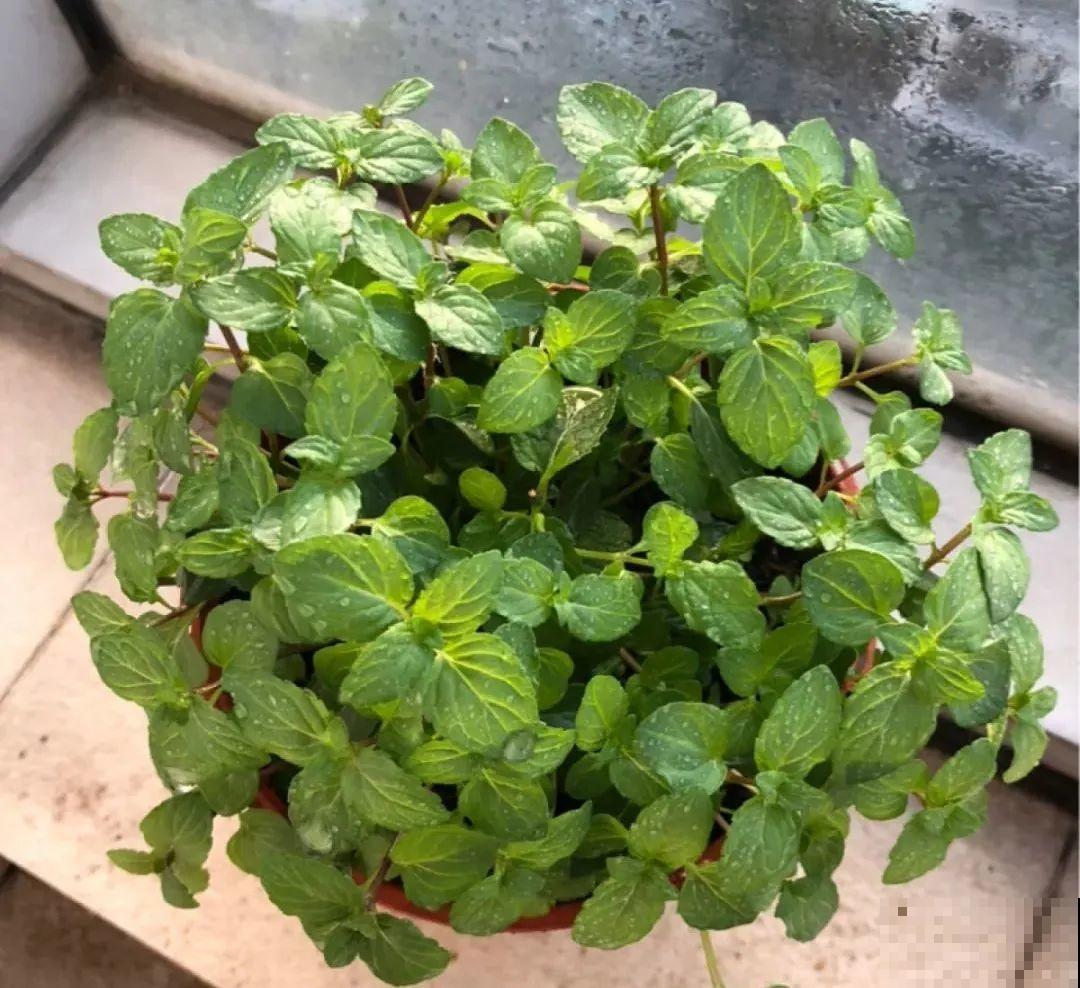 客厅养花别乱摆，选对位置，财运滚滚来！