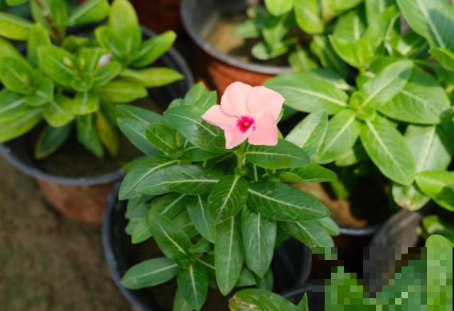 长春花黄叶子掉叶，主要和这4点有关，学会后不再出现黄叶