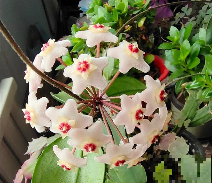 球兰家中养殖，要谨记这5点，避免出现问题