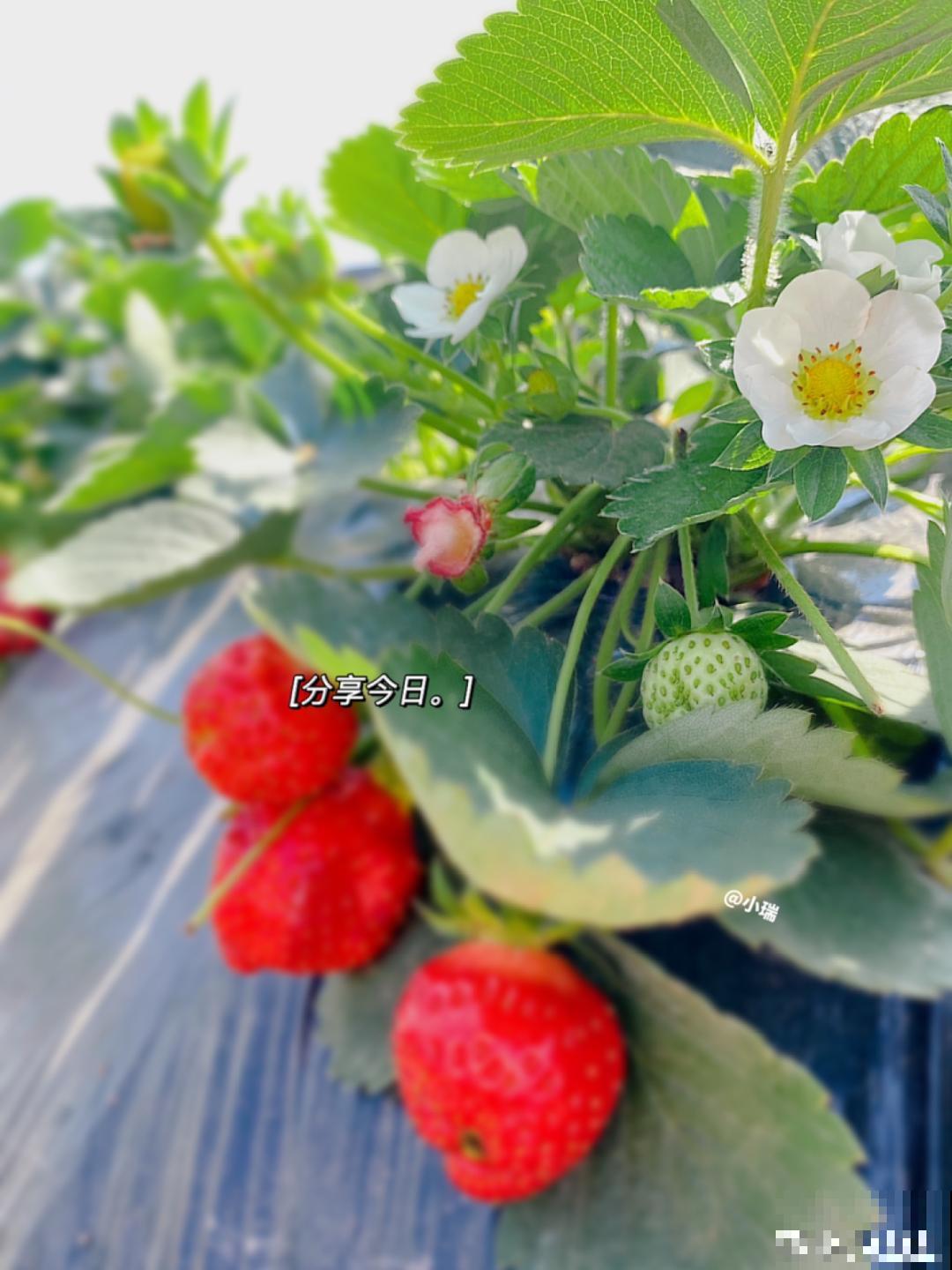 家里的花别乱放，放错地方，容易把花养死！