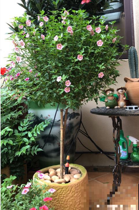 花量大的小木槿,一次性开花上千朵,开成粉色小花树! 花量大的小木槿,一次性开花上千朵,开成粉色小花树!