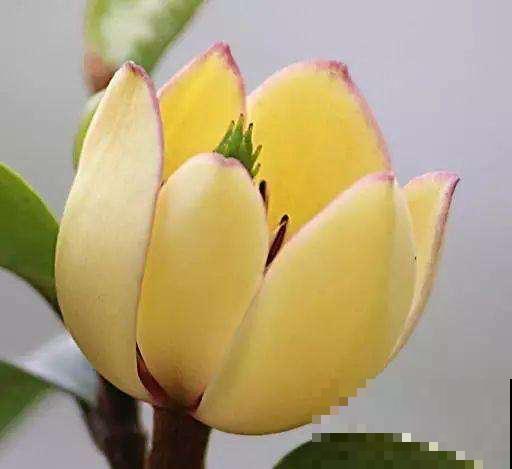 养花本是怡情，却成了和婆婆冷战的根源，心里真难受