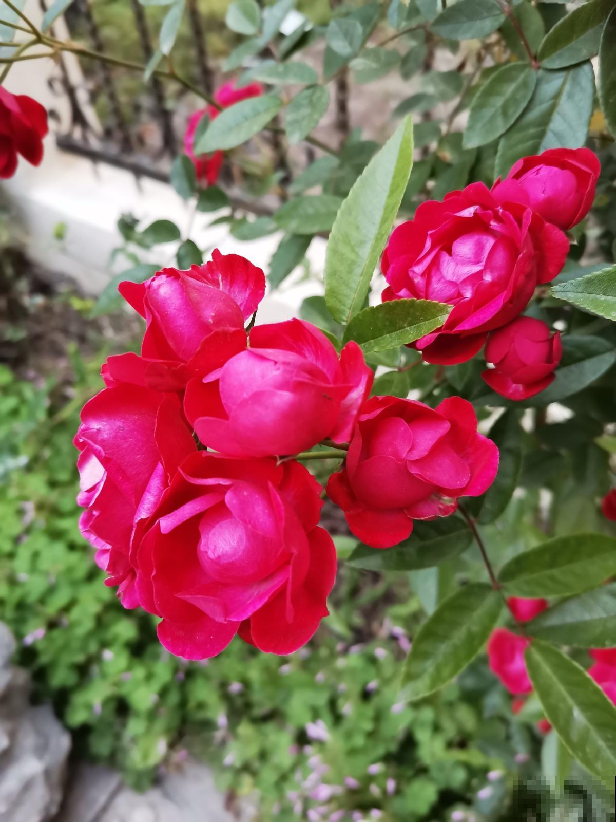 4种适合春天养的“懒人花”，越“贱养”越爆花，气质十足有格调