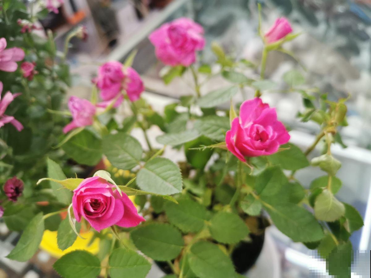 7种花“不长寿”，过了年三十就得扔，属实可惜