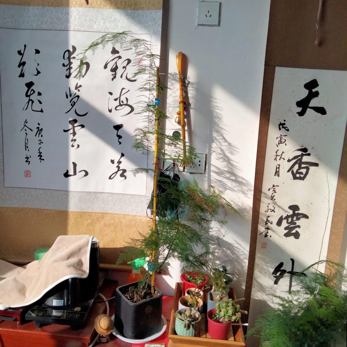 虎年到，5种花送给属虎的人，本命年花开富贵又吉祥