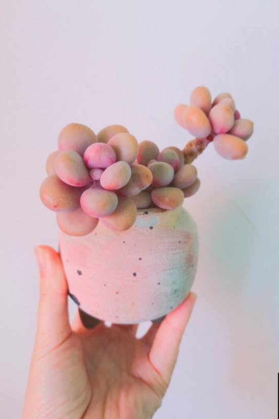 4种多肉圆嘟嘟，总是分不清，小细节带你一秒辨别