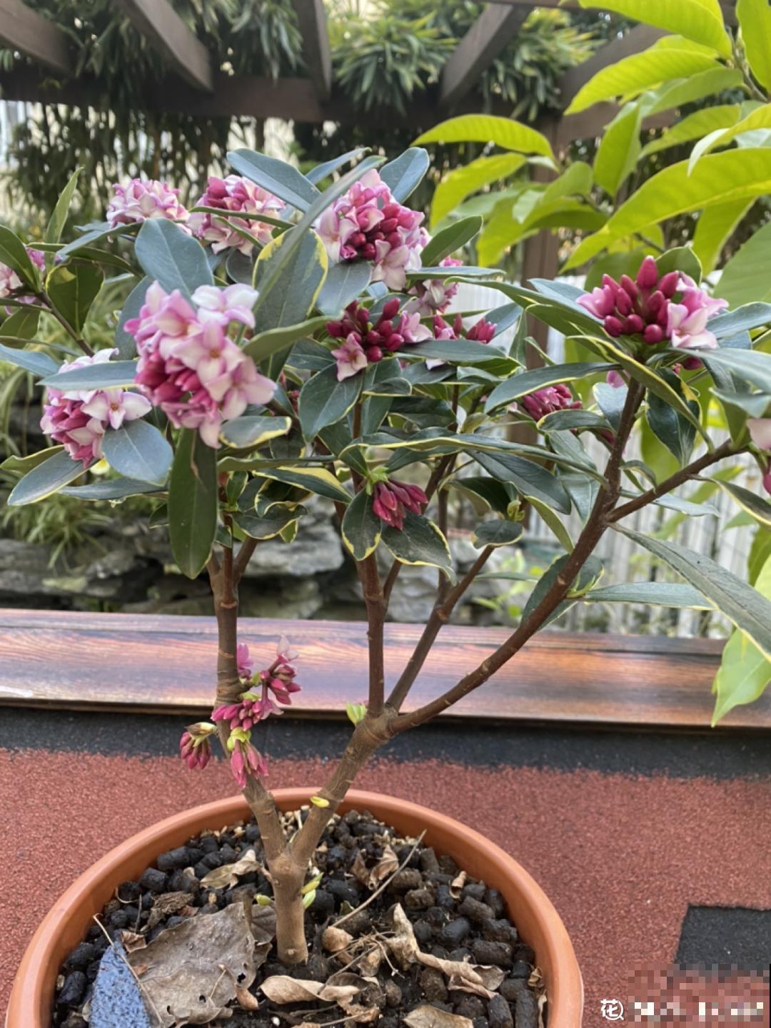 6种花，二月底快扦插，十几天就生根