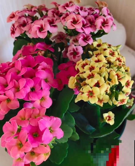 年前花市真热闹，6种花再不买，一个月后就涨价