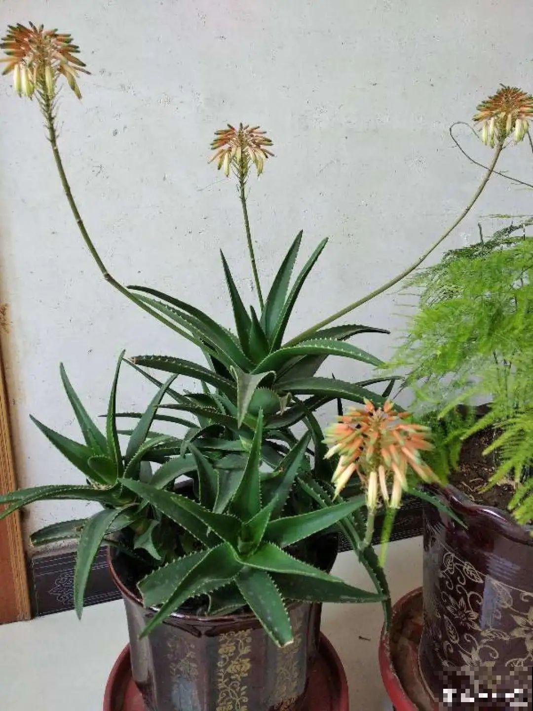 老人常说,6种吉祥花,轻易不开花,开花据说有好运 老人常说,6种吉祥花,轻易不开花,开花据说有好运