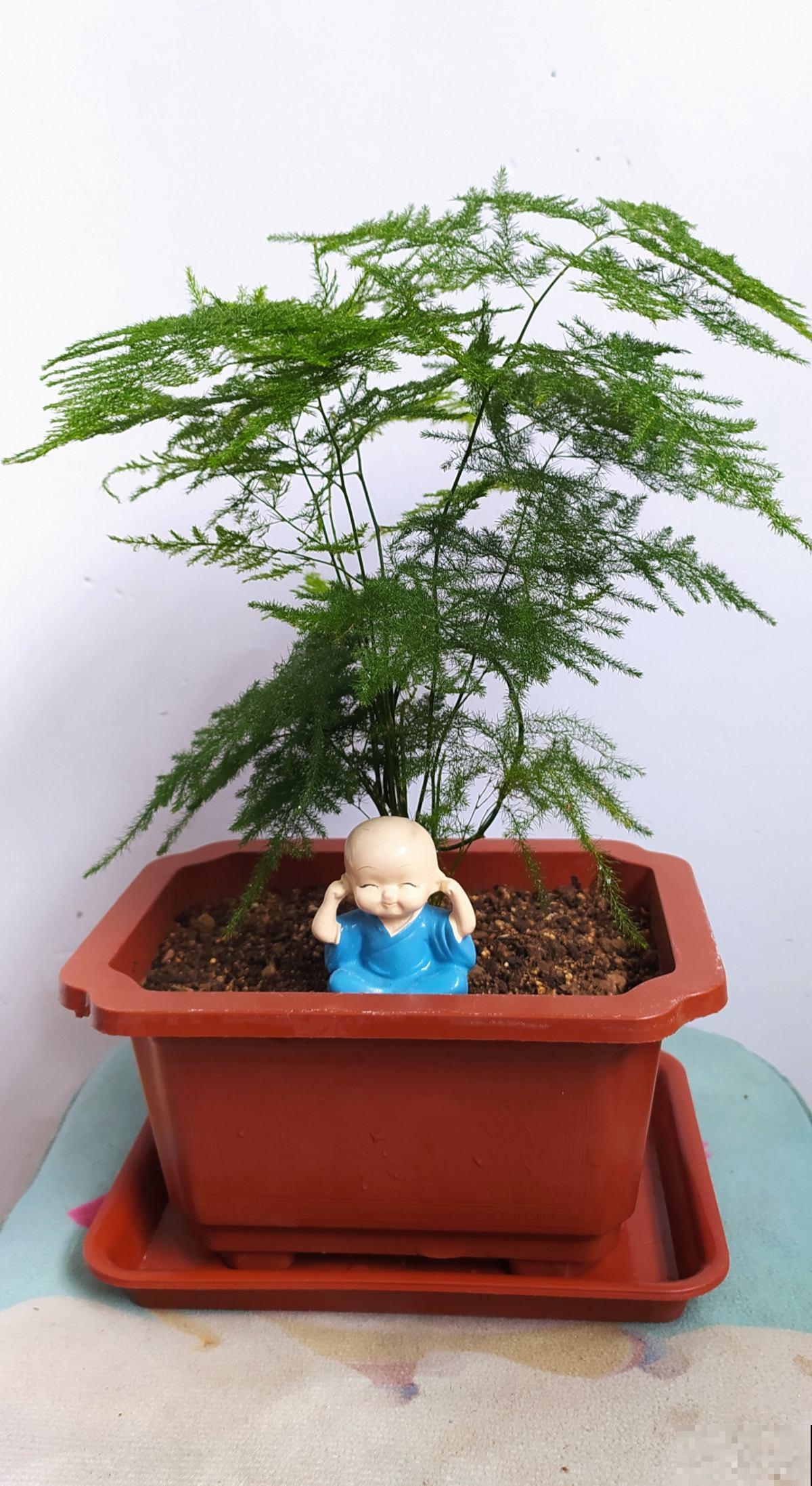 文竹有“3怕”，避开了不用担心黄叶，养在家里有面子