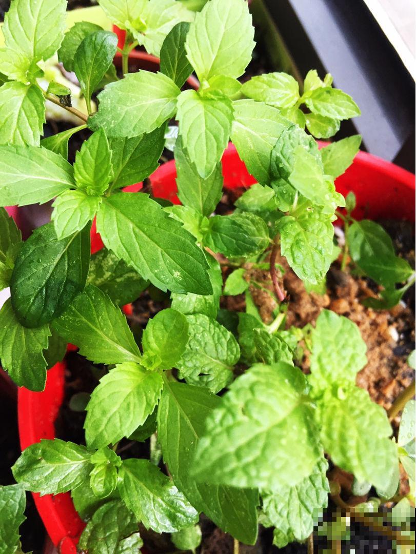 聪明人都爱养这4种“健康花”,可以净化空气,还能让心情愉悦 聪明人都爱养这4种“健康花”,可以净化空气,还能让心情愉悦