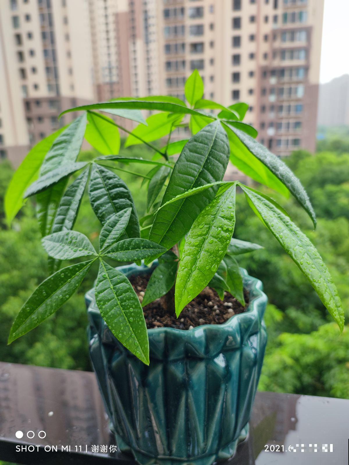 4种花命里带“钱”，“金银财宝”都具备，养家里想不富贵都难