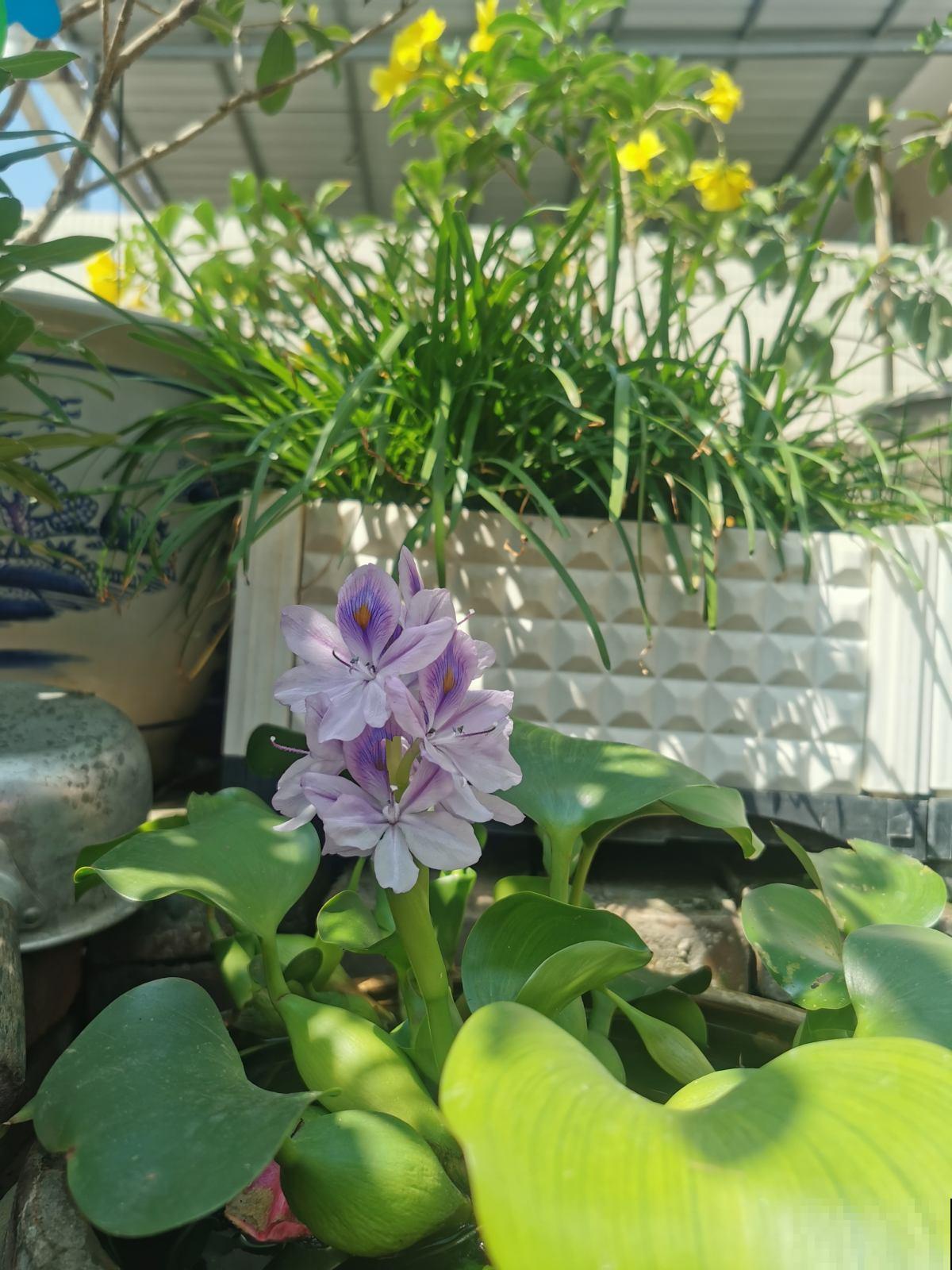 在农村,南方花友将它当杂草,北方花友将它当个宝儿 在农村,南方花友将它当杂草,北方花友将它当个宝儿