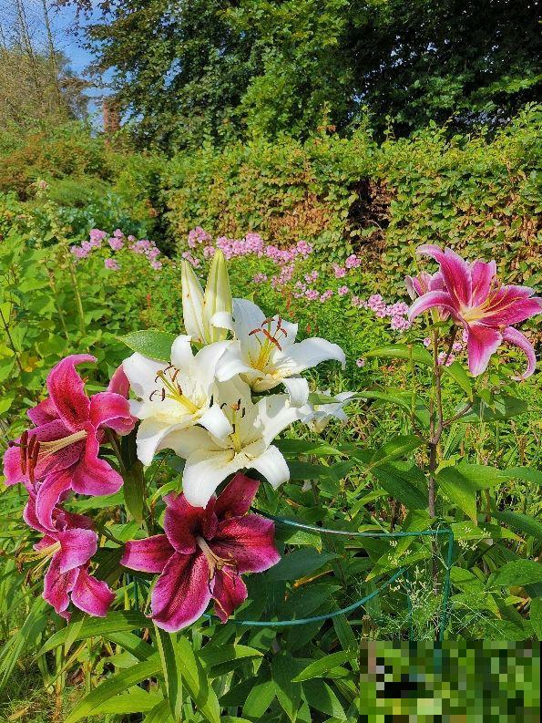 30种春天的路边花，都很常见，却很少知道叫什么