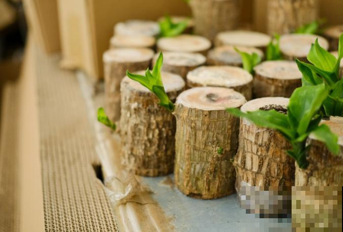 巴西木鼓包是要发芽,记住这4点,长势快 巴西木鼓包是要发芽,记住这4点,长势快