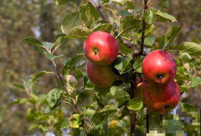 让果树快速生根的小妙招,不花钱就能促根,效果堪比生根粉 让果树快速生根的小妙招,不花钱就能促根,效果堪比生根粉
