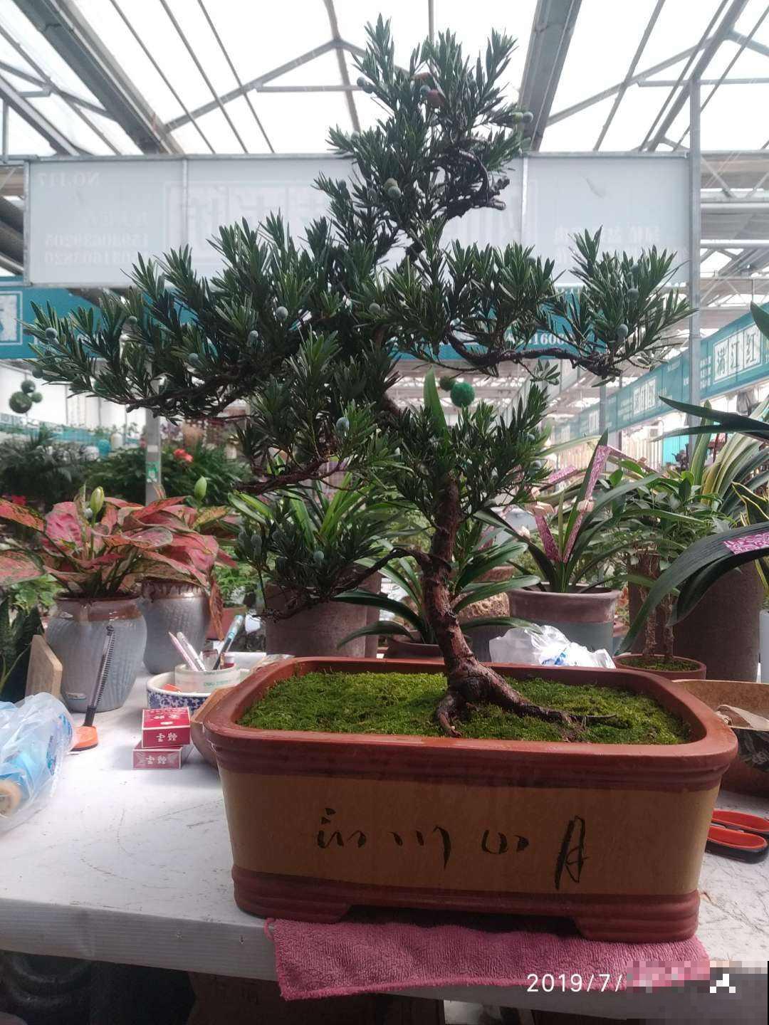 有格调的人，都爱养这3种花，品位瞬间提升一个档次