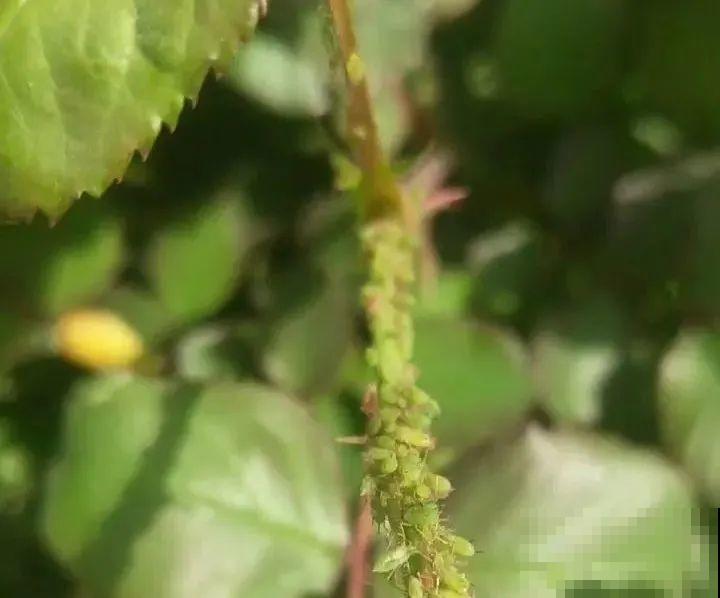 春天请个“护花神”,杀虫效果好,安全放心无污染 春天请个“护花神”,杀虫效果好,安全放心无污染