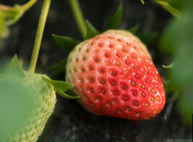 水培草莓的种植方法，注意这5点，轻松结出草莓