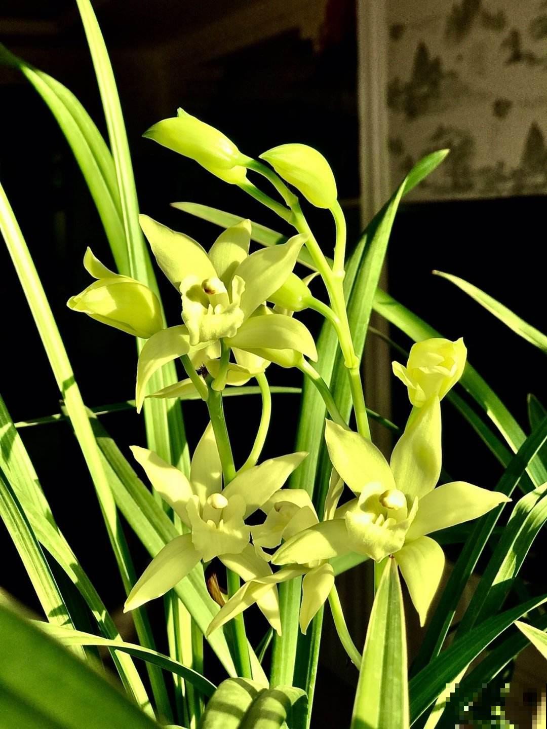 兰花开败了2种处理方法，不生病不发霉，更快长新芽