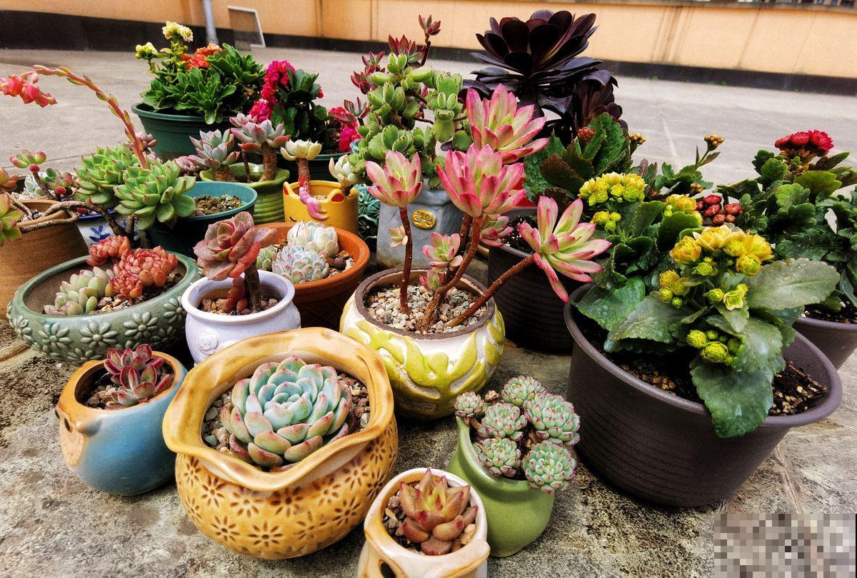 顶楼天台养花，不注意这3点，再皮实的花也养不好