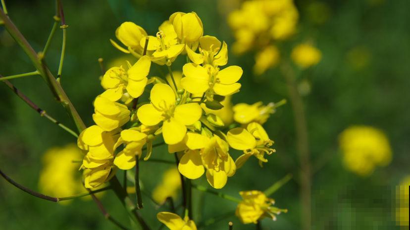 平平无奇的油菜花满身是宝,既能观赏又能食用,家里养一盆正合适 平平无奇的油菜花满身是宝,既能观赏又能食用,家里养一盆正合适